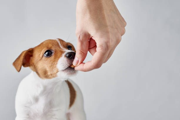 Can Dogs Eat Ritz Crackers? | Pet Care Advisors