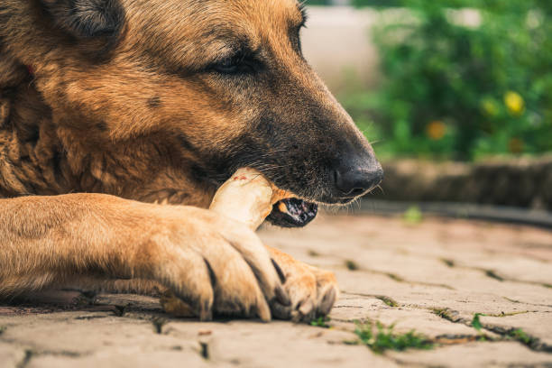 Can Dogs Eat Turkey Bones? | Pet Care Advisors