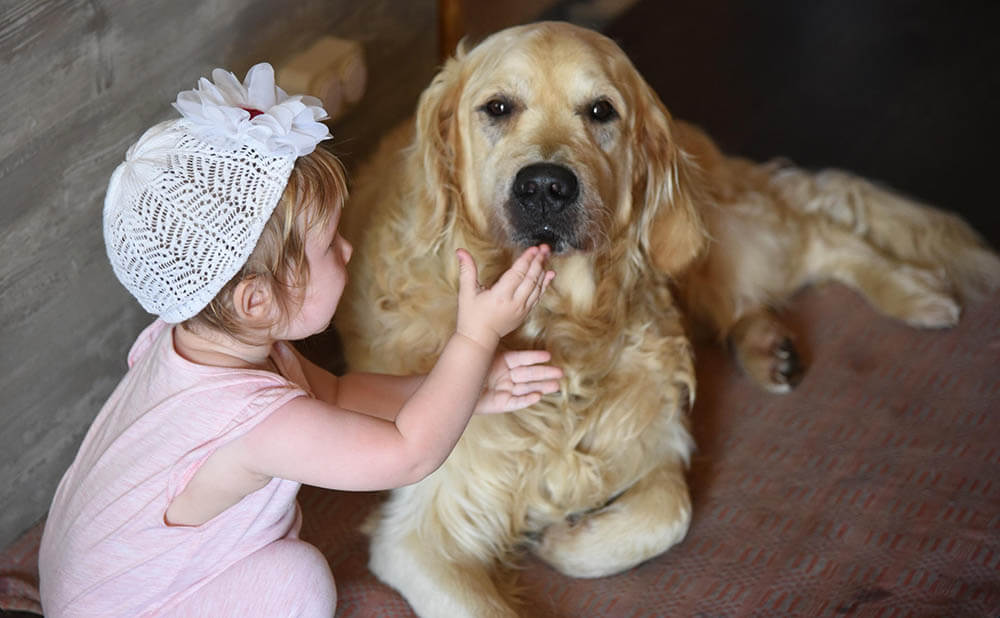 Are Golden Retrievers Good Family Dogs?