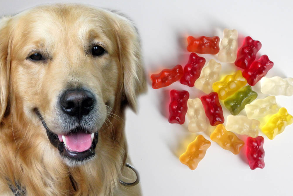 Can Dogs Die If They Eat Gummy Bears