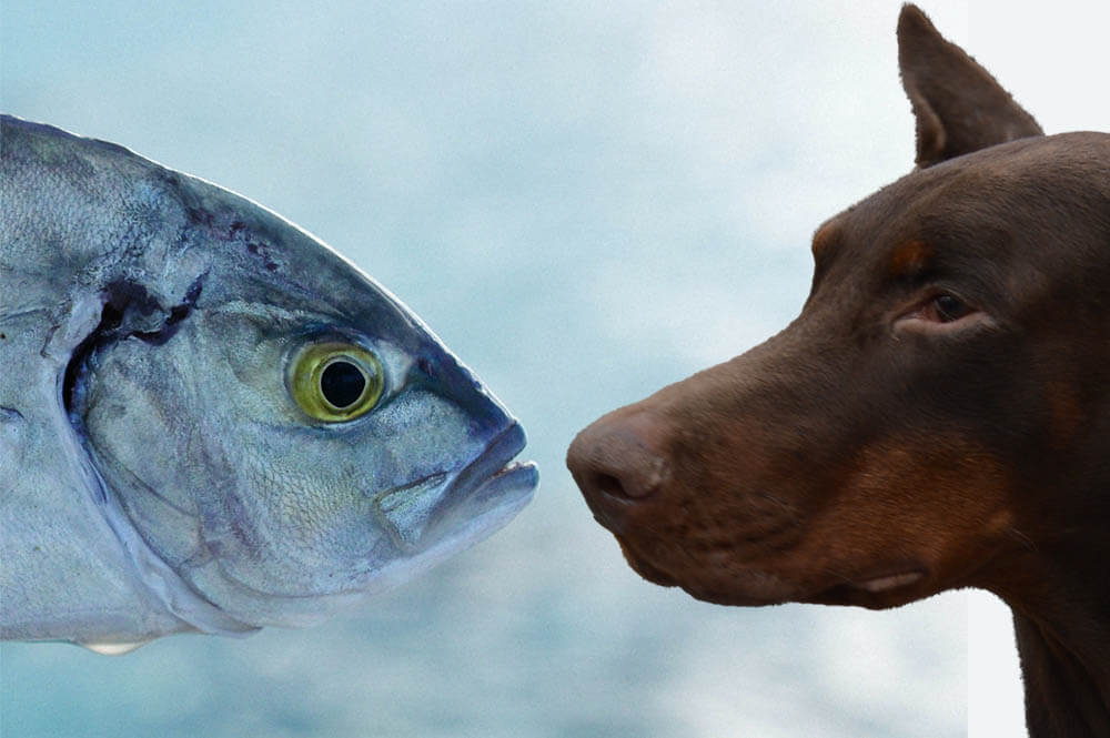 Can Dogs Eat Tuna Fish?