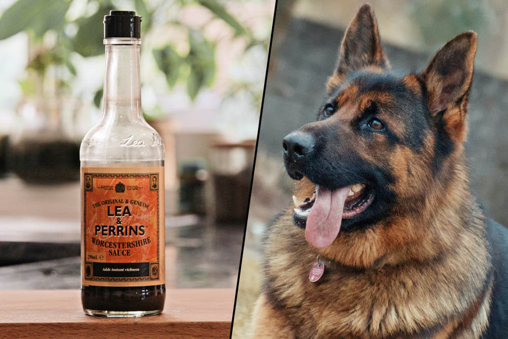Can Dogs Eat Worcestershire Sauce?