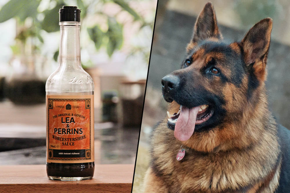 Can Dogs Eat Worcestershire Sauce? | Pet Care Advisors