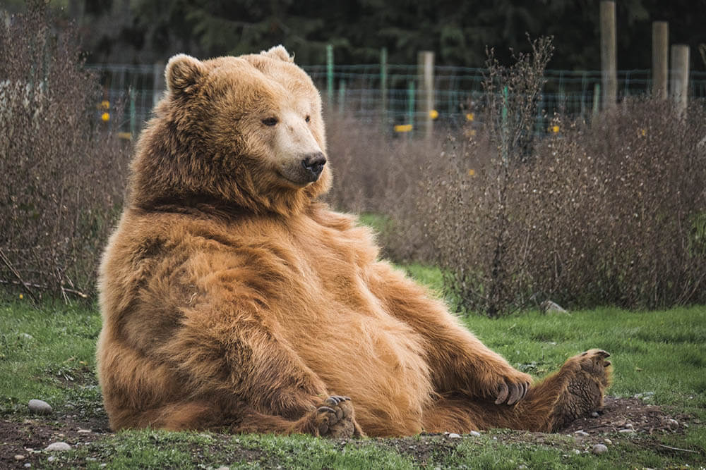 Do Bears Make Good Pets?