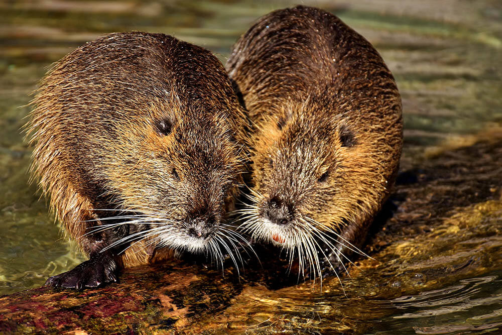 Do Beavers Make Good Pets?