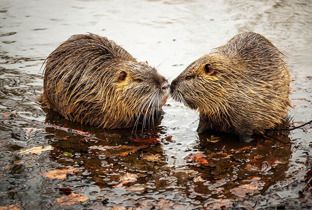 Do Beavers Make Good Pets?