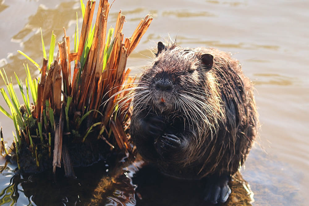 Do Beavers Make Good Pets?