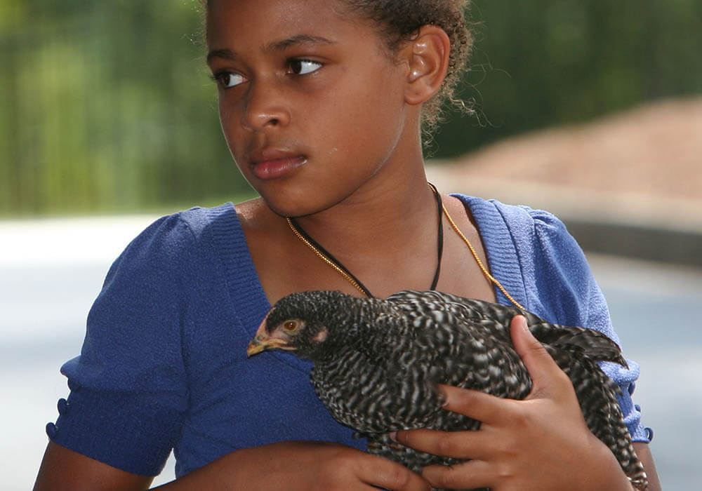 Do Chickens Make Great Pets?