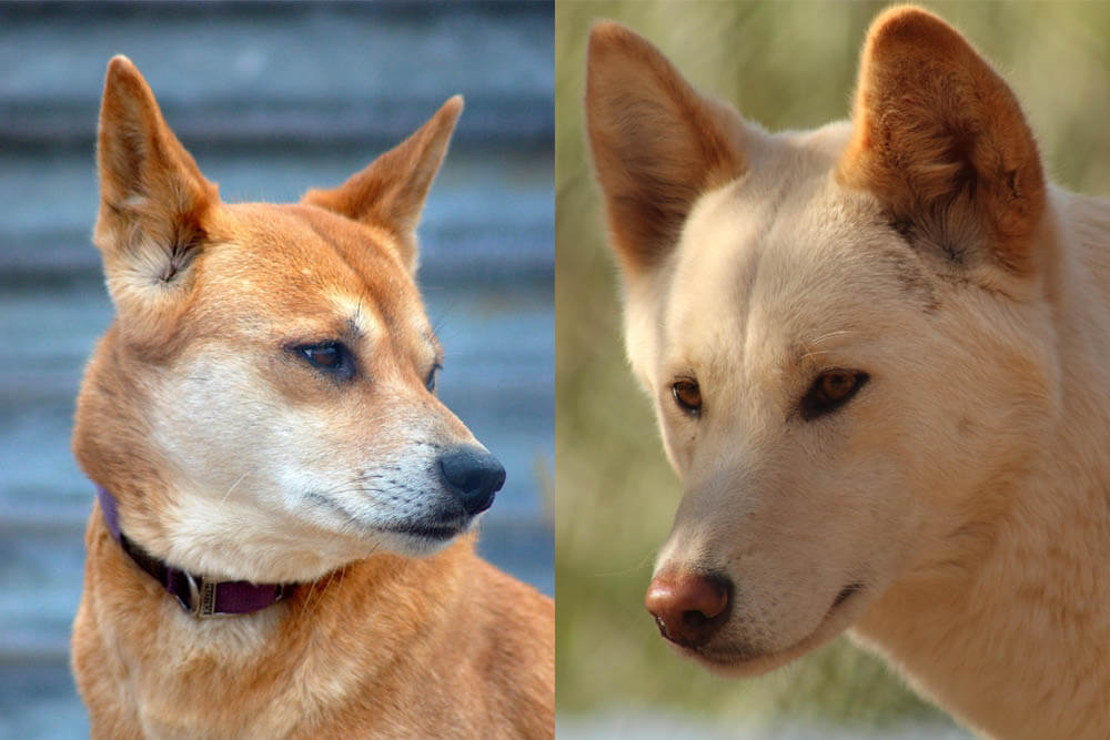 Do Dingoes Make Good Pets?