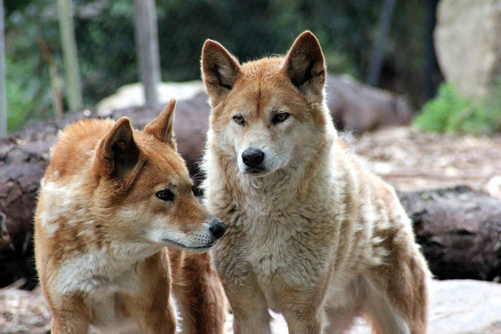 Do Dingoes Make Good Pets?