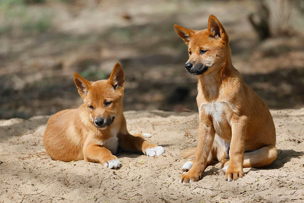 Do Dingoes Make Good Pets?