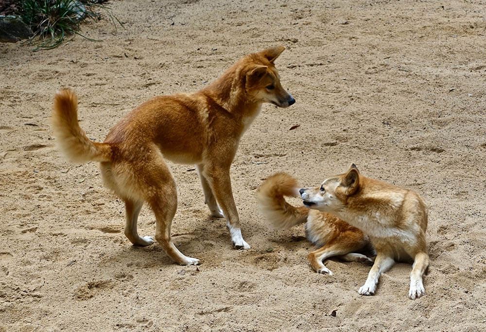 Do Dingoes Make Good Pets?