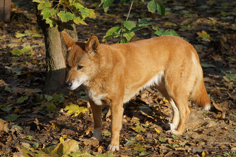 Do Dingoes Make Good Pets?