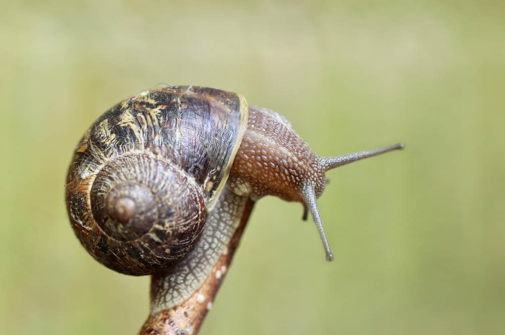 Do Snails Make Good Pets?