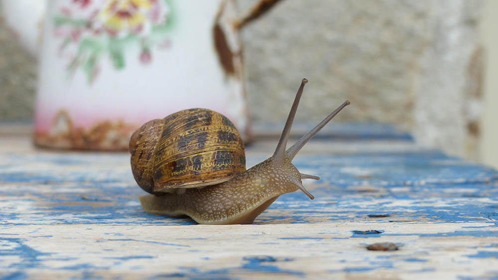 Do Snails Make Good Pets?