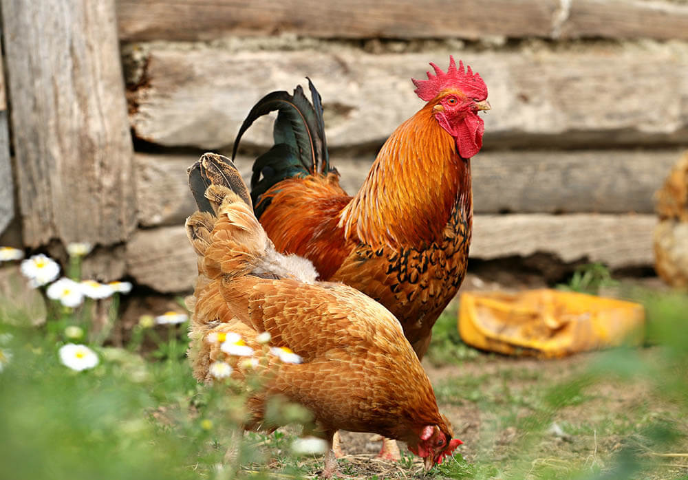 How Intelligent Are Chickens?