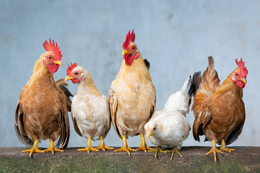 How Intelligent Are Chickens?
