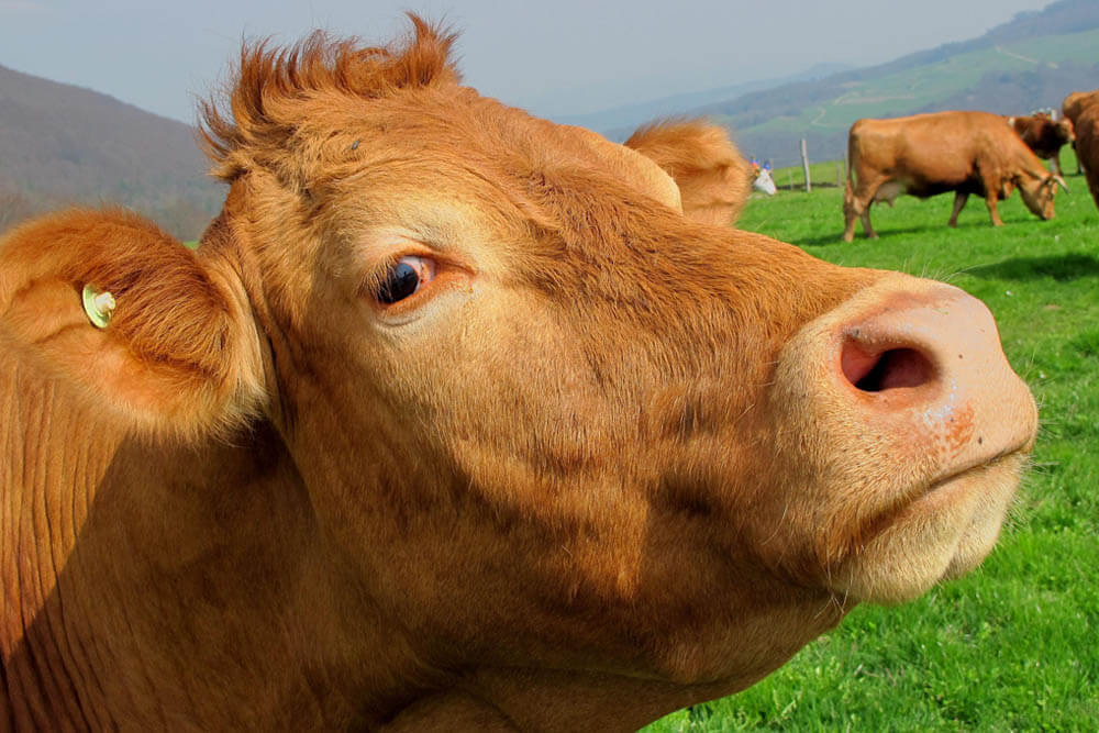How Intelligent Are Cows?