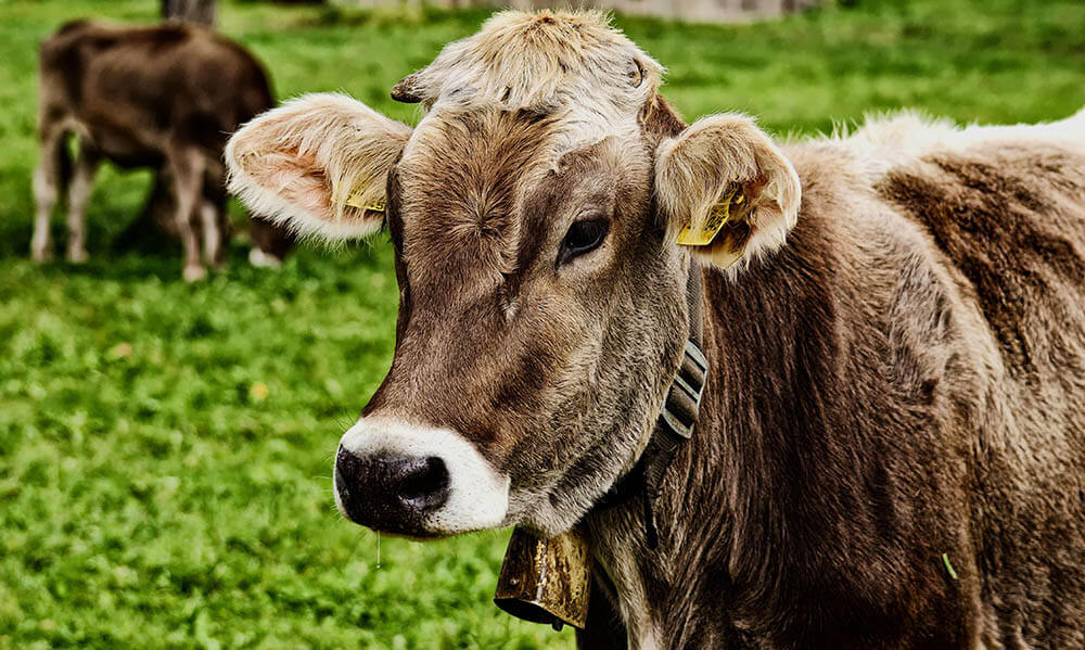 How Intelligent Are Cows?