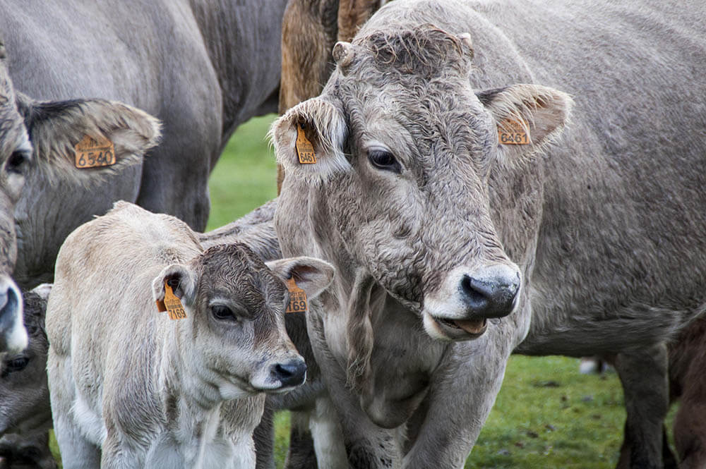 How Intelligent Are Cows?