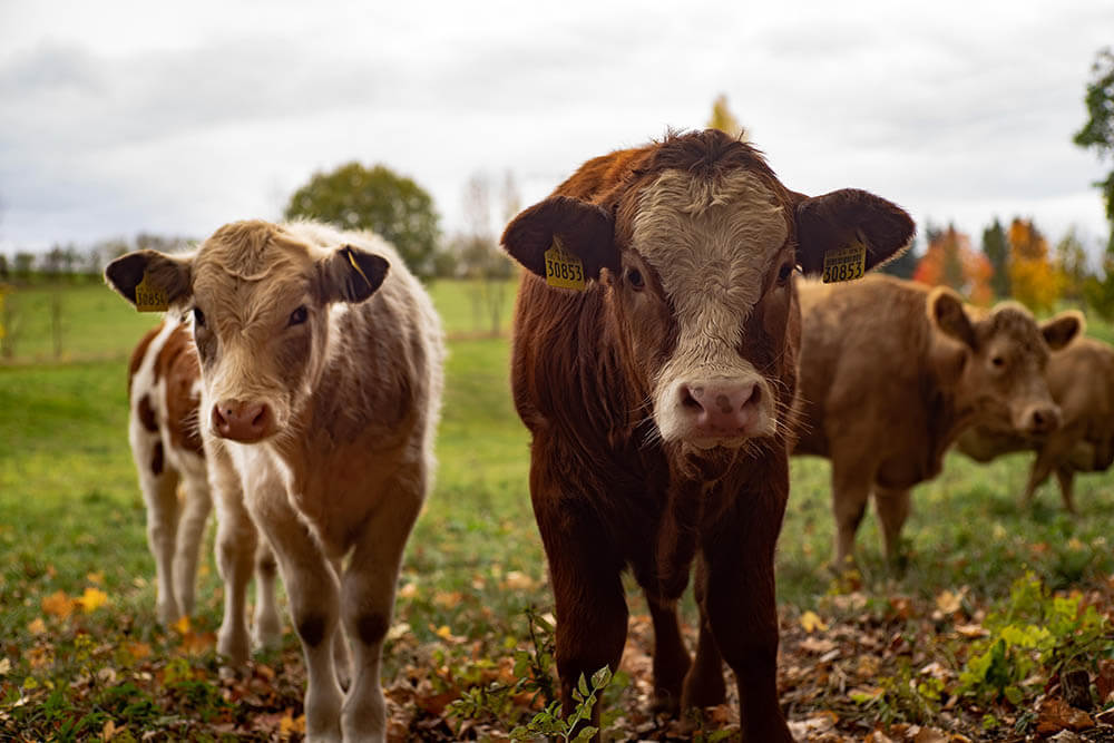 How Intelligent Are Cows?