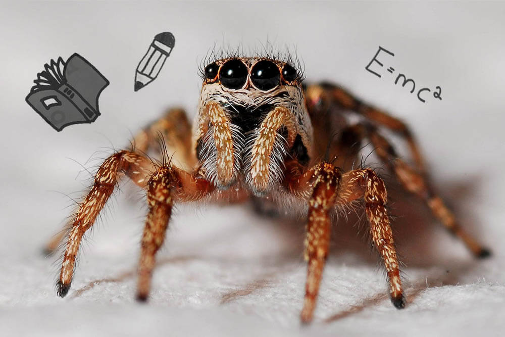How Intelligent Are Spiders?