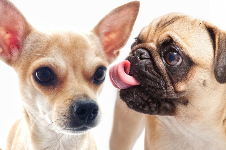 why-do-dogs-lick-each-other-s-ears-pet-care-advisors