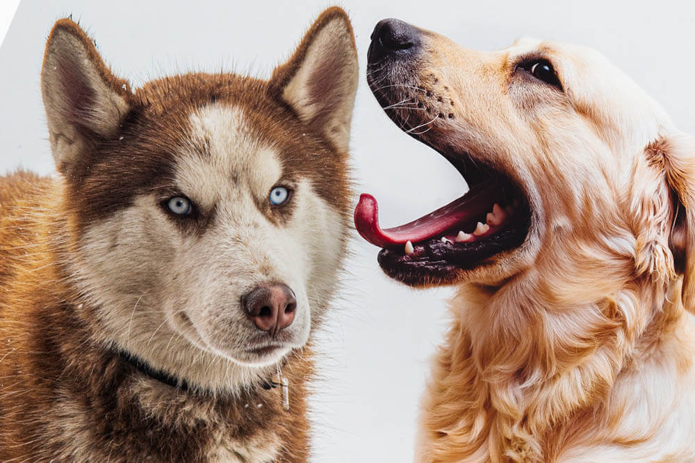 Why Do Dogs Lick Each Others Ears?