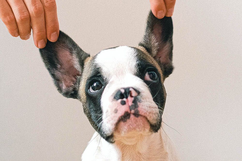 Why Do Dogs Lick Each Others Ears?