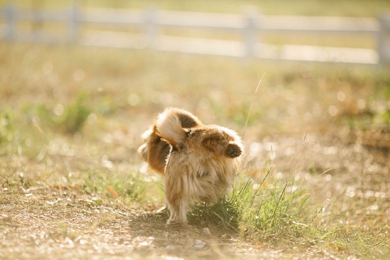 Why Does My Dog Pee So Much on Walks? Pet Care Advisors