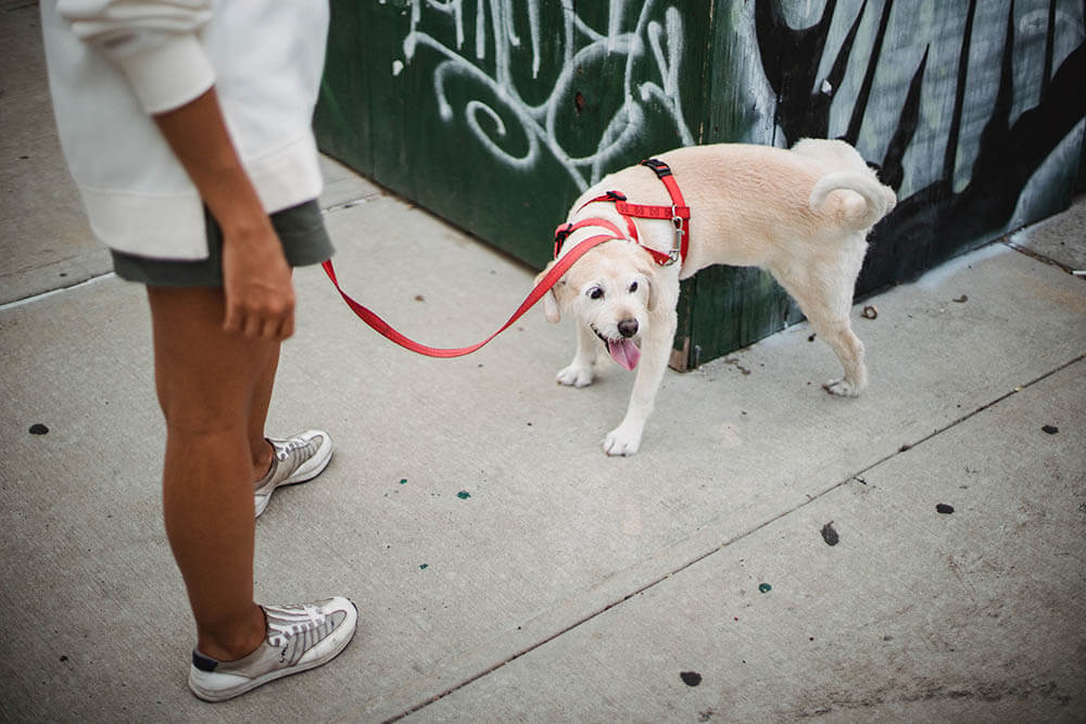 Why Does My Dog Pee So Much on Walks? Pet Care Advisors