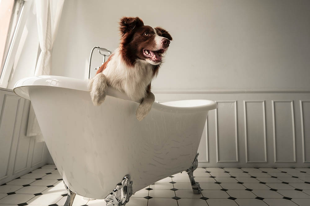 Why Dogs Follow You to the Bathroom