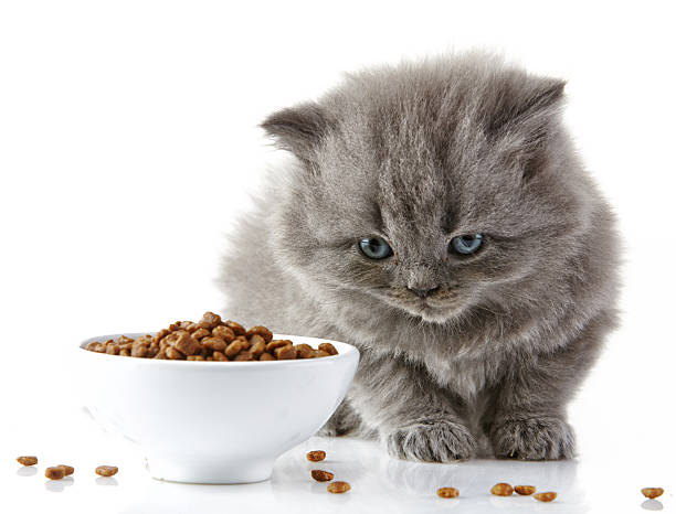 What Is The Best Dry Cat Food For Picky Eaters