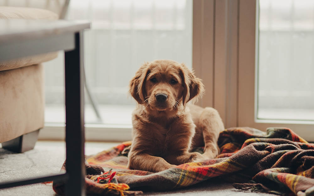 Are Golden Retrievers Good for Apartments?