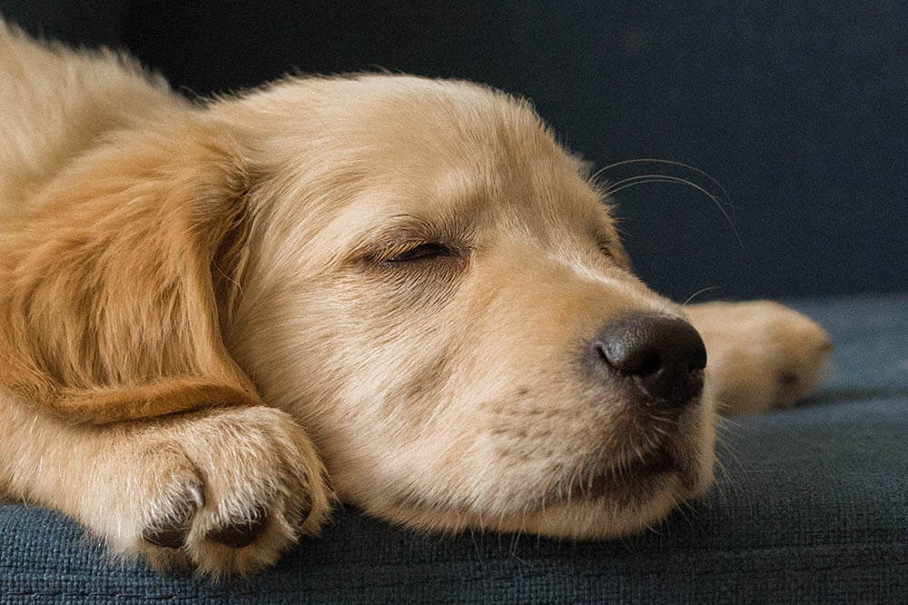 Are Golden Retrievers Good for Apartments?