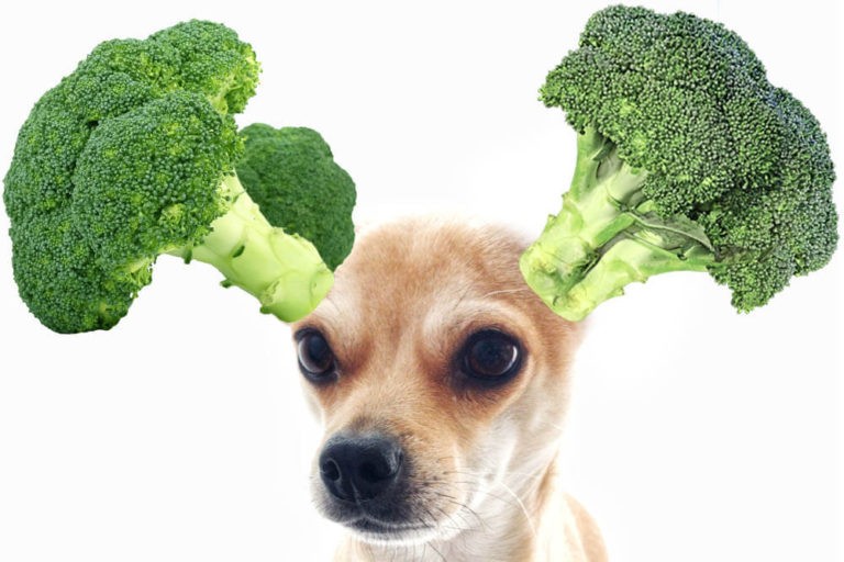 Can Dogs Eat Broccoli? Pet Care Advisors