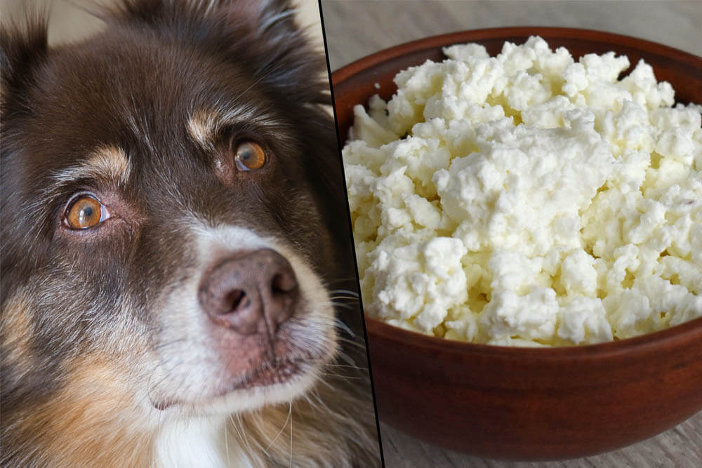 Can Dogs Eat Cottage Cheese?