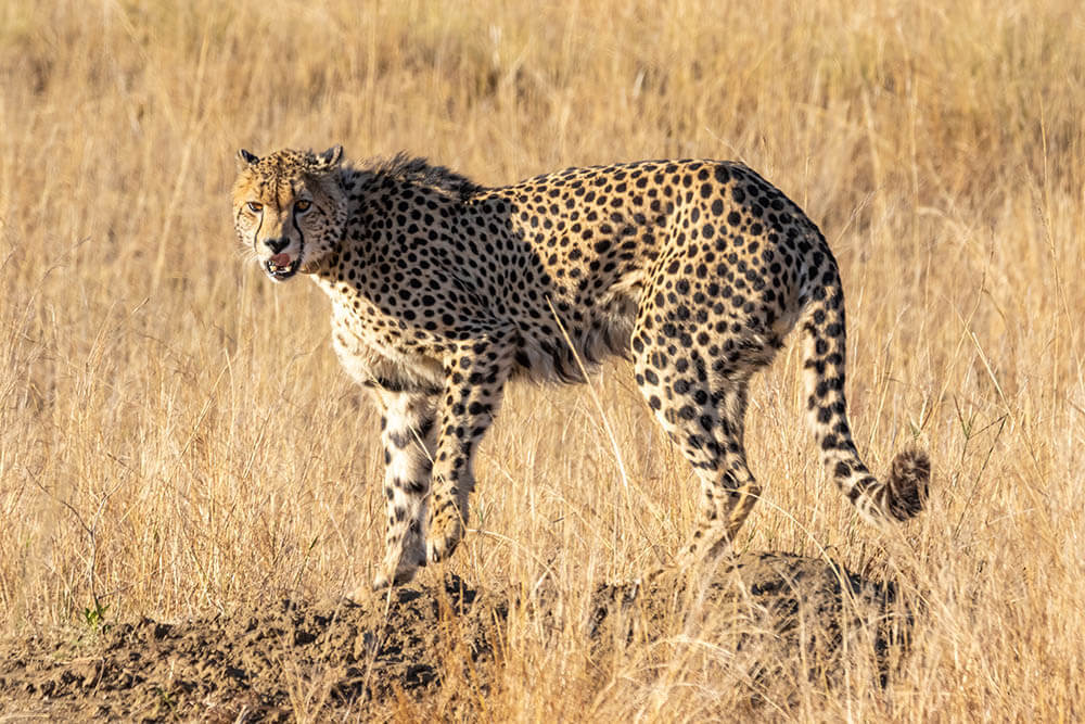 Do Cheetahs Make Good Pets?