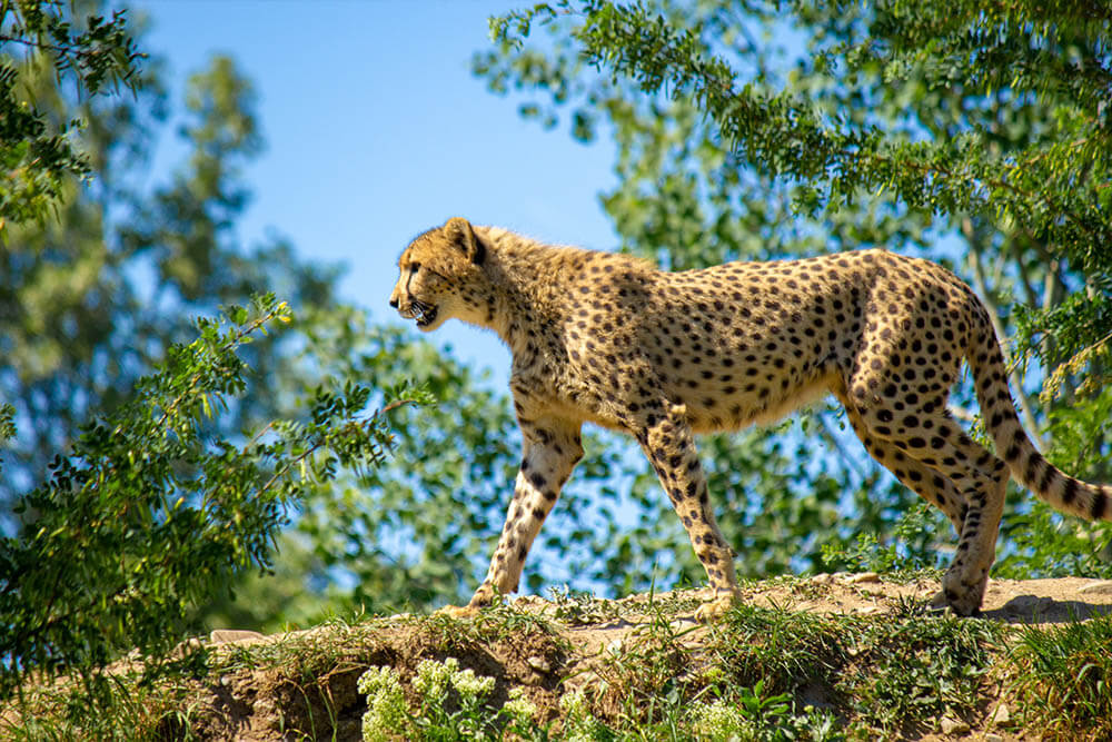 Do Cheetahs Make Good Pets?