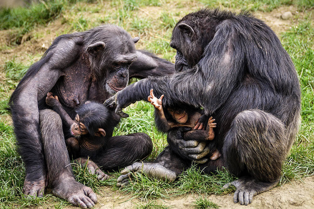 Do Chimpanzees Make Great Pets