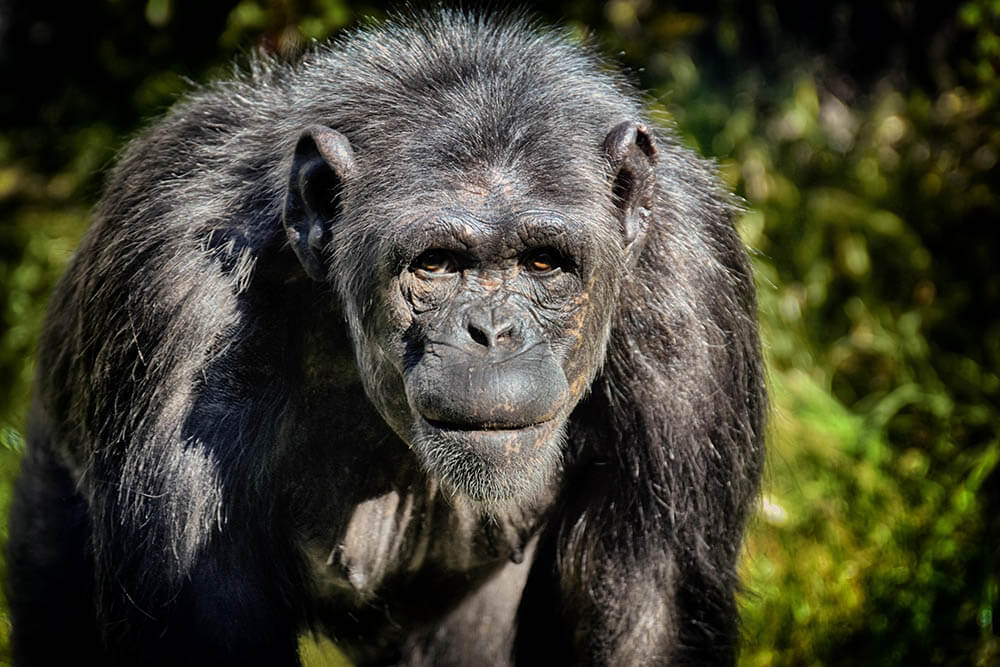 Do Chimpanzees Make Great Pets