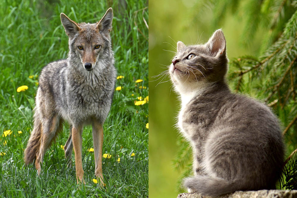 Do Coyotes Attack and Eat Cats
