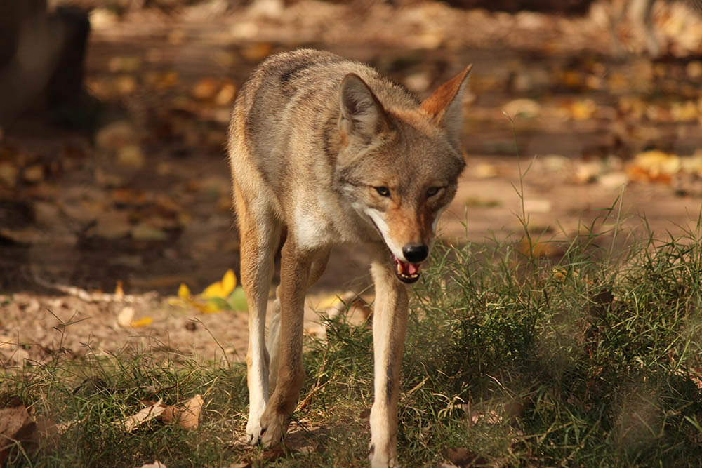 Do Coyotes Make Good Pets?