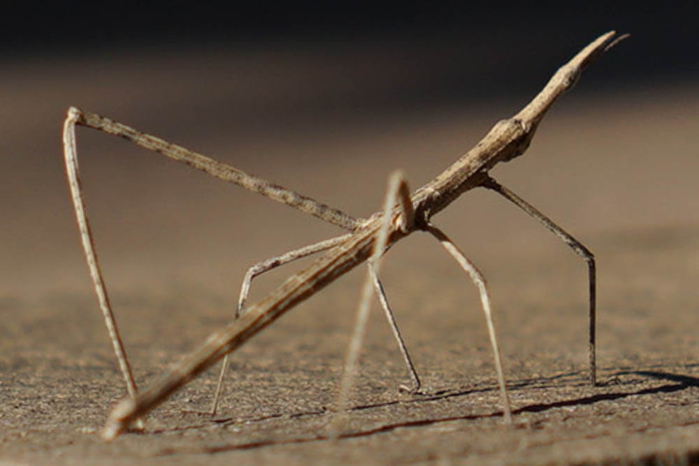 Do Walking Stick Insects Make Good Pets?