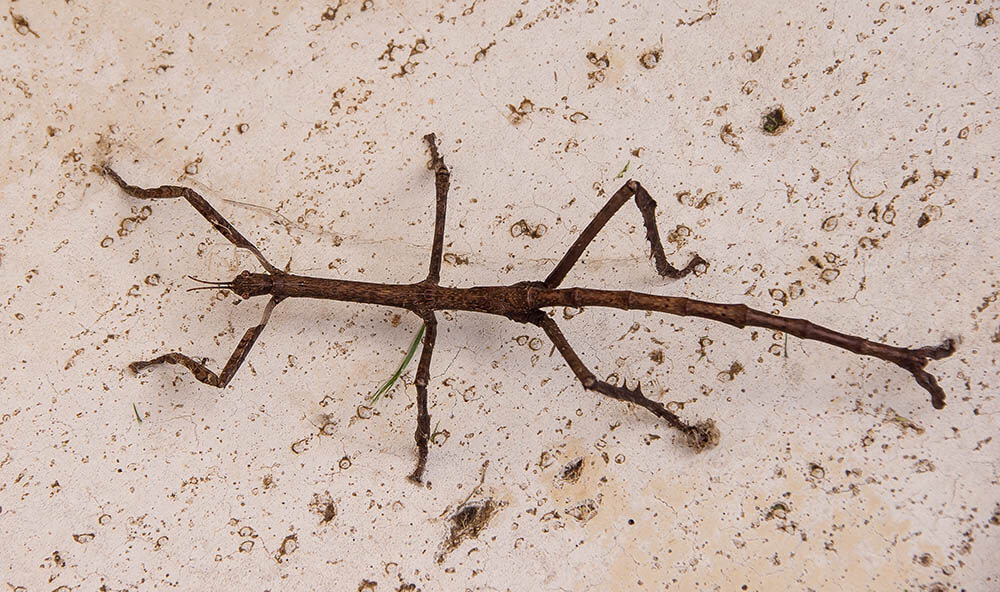 Do Walking Stick Insects Make Good Pets?