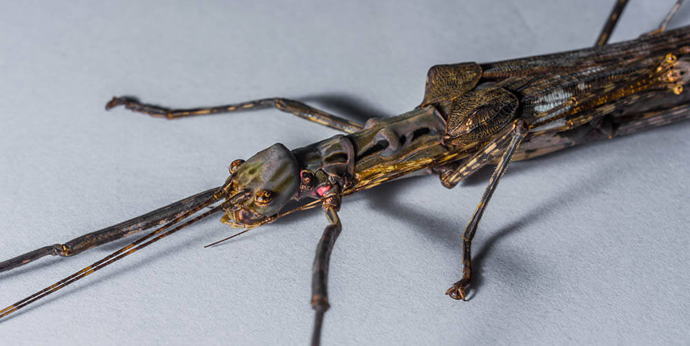 Do Walking Stick Insects Make Good Pets?