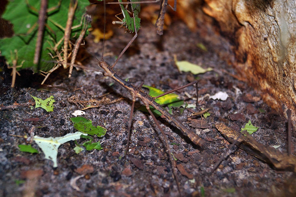 Do Walking Stick Insects Make Good Pets?