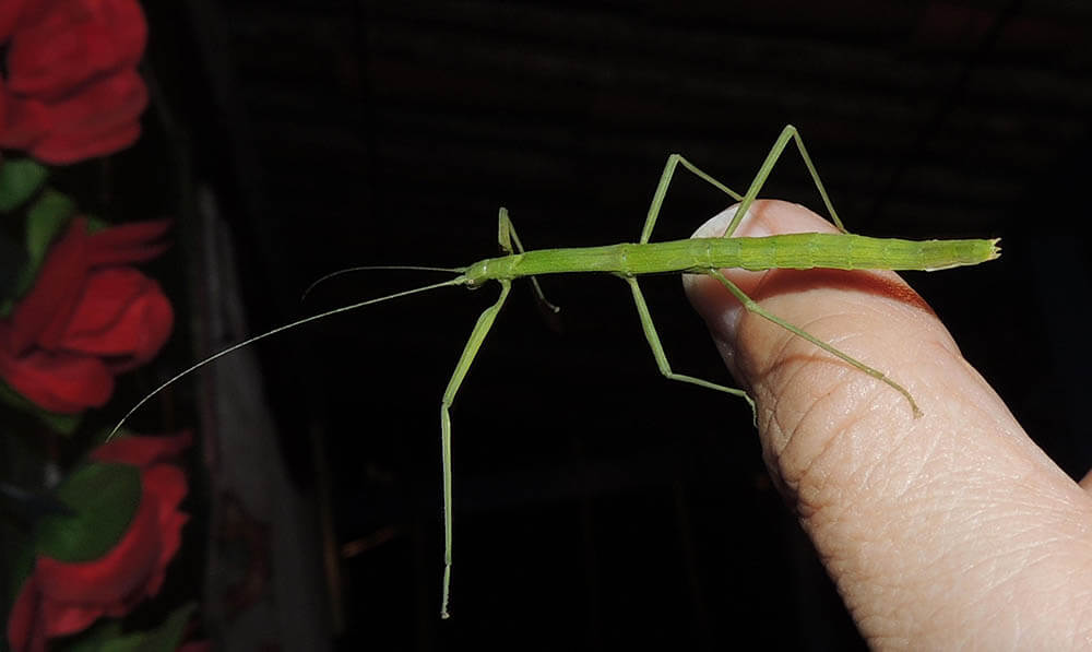 Do Walking Stick Insects Make Good Pets?