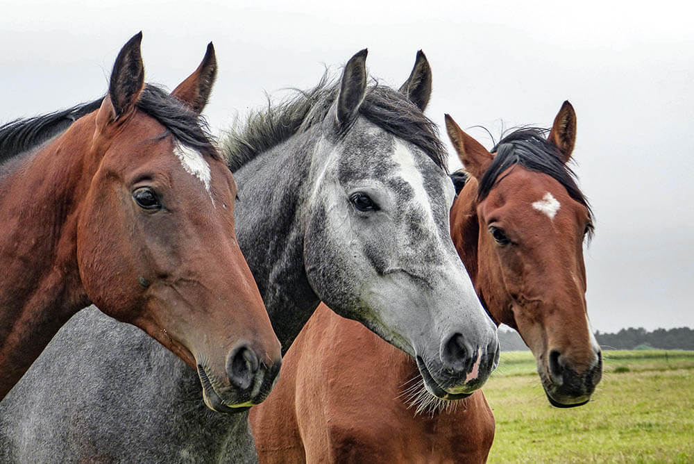 How Intelligent Are Horses?