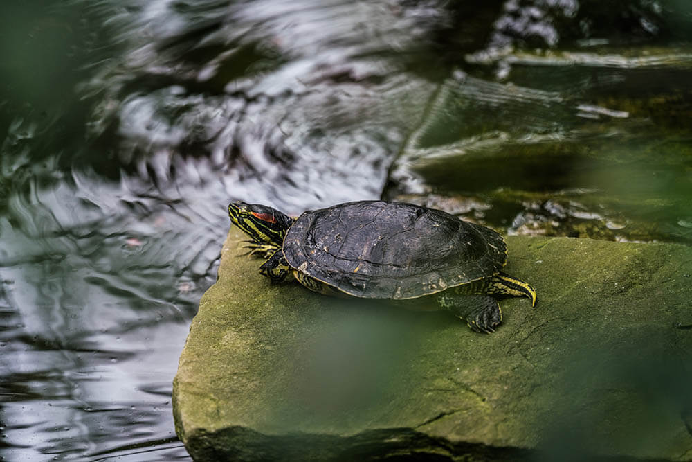 How Intelligent Are Turtles?